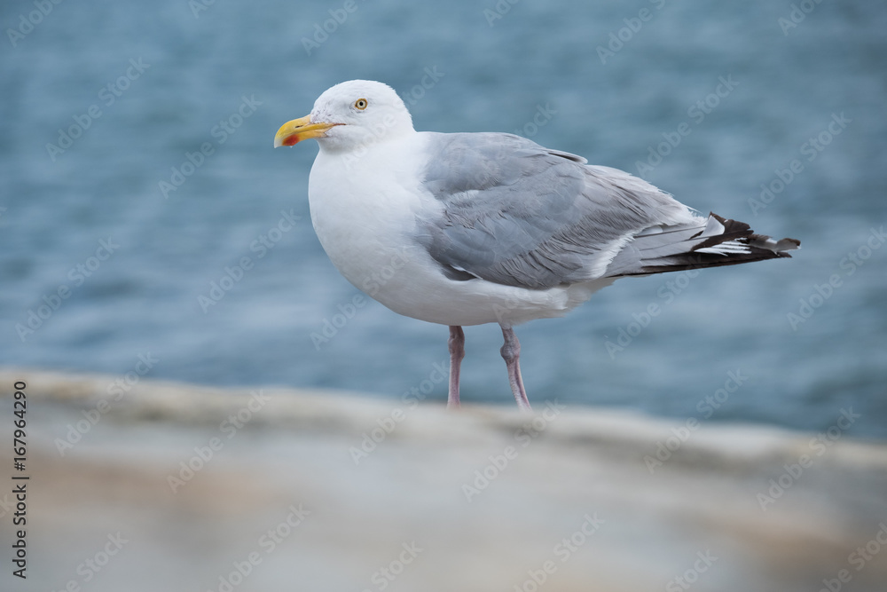 oiseau goéland mouette marin mer océan plume port