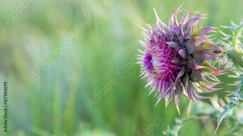 Pink thistle flower in bloom closeup