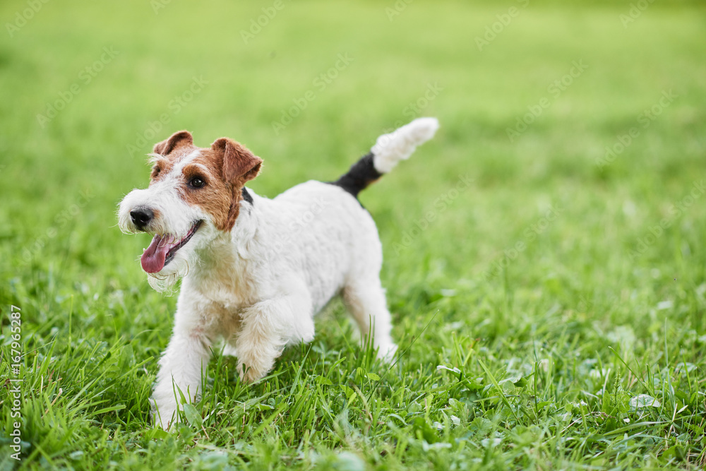 Wire hair fox terrier hypoallergenic best sale