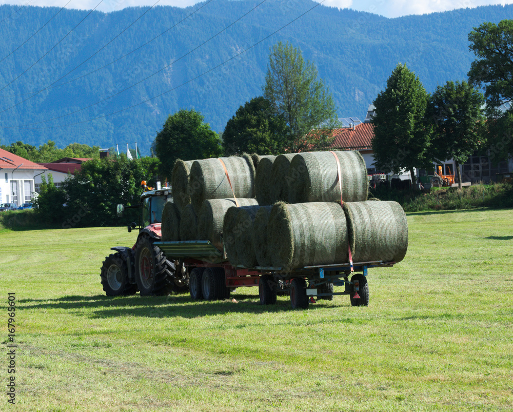 Obraz premium Tractor collects hay from the field