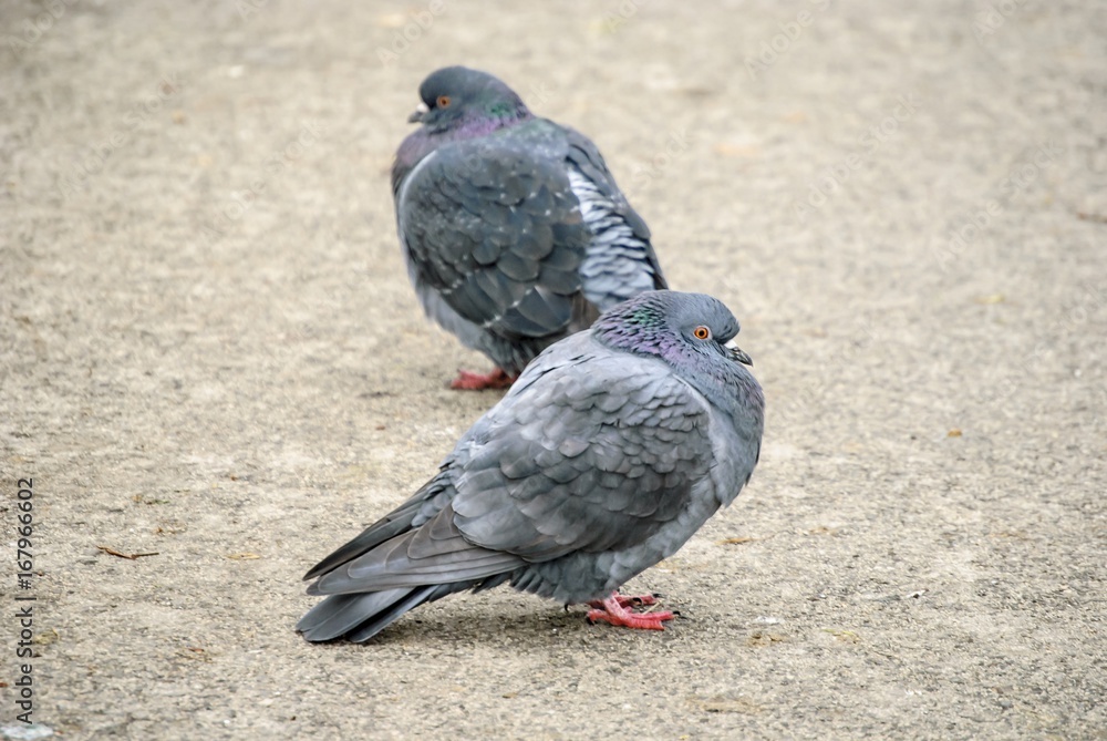 Obraz premium Tauben