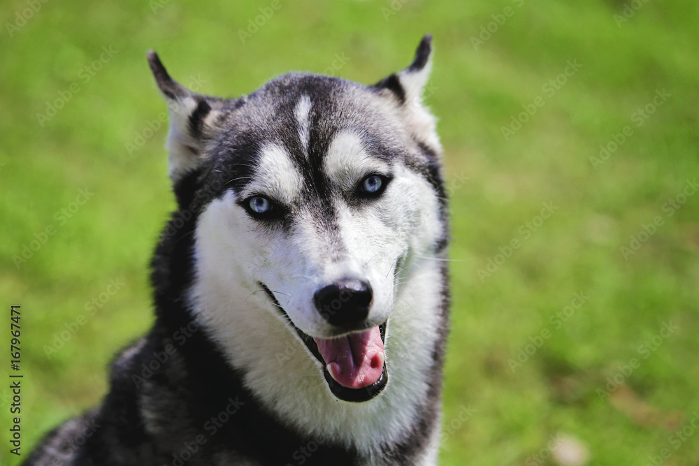 chien de race husky sibérien