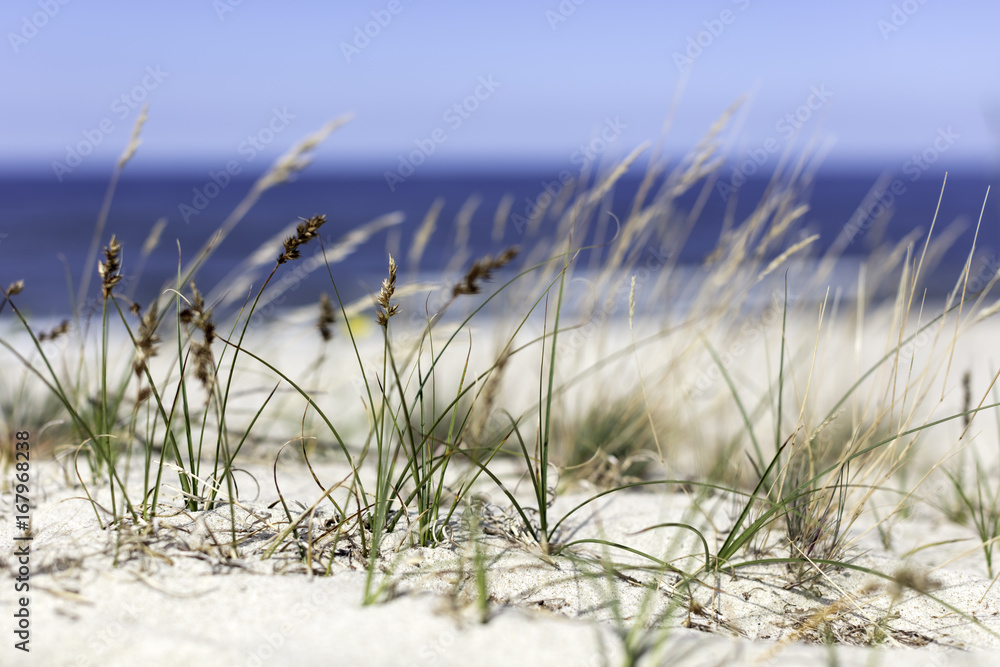 Trawy na wydmie nad morzem - obrazy, fototapety, plakaty 