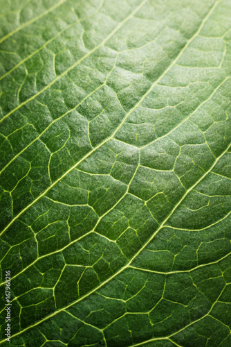 Background pattern of green tree leaf. Macro shot.
