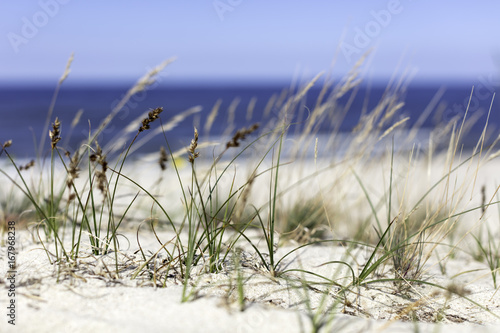 Trawy na wydmie nad morzem