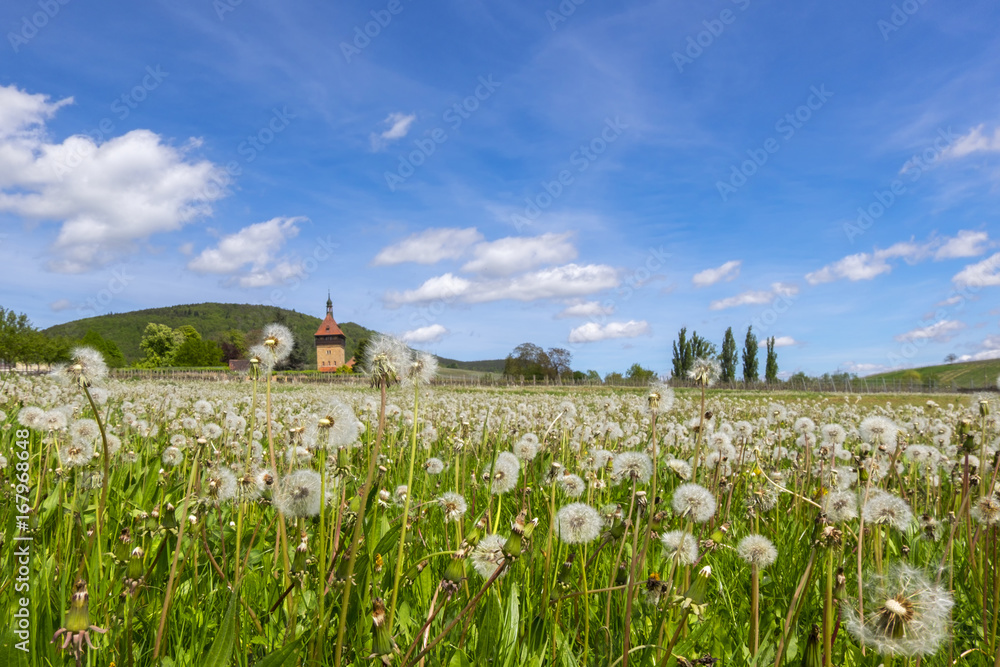 Pusteblumen (Taraxacum officinale) am Geilweilerhof Pusteblumen (Taraxacum officinale) am Geilweilerhof