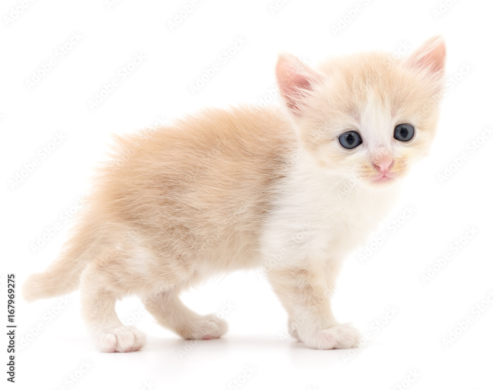 Obraz premium Small brown kitten.