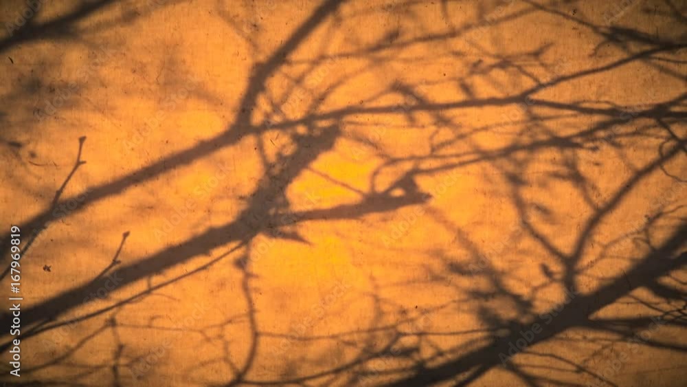 Shadow trees and branches as a backgground Shadow trees and branches as a backgground