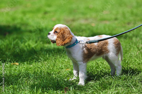 chien de race épagneul cavalier king Charles Spaniel © mariesacha