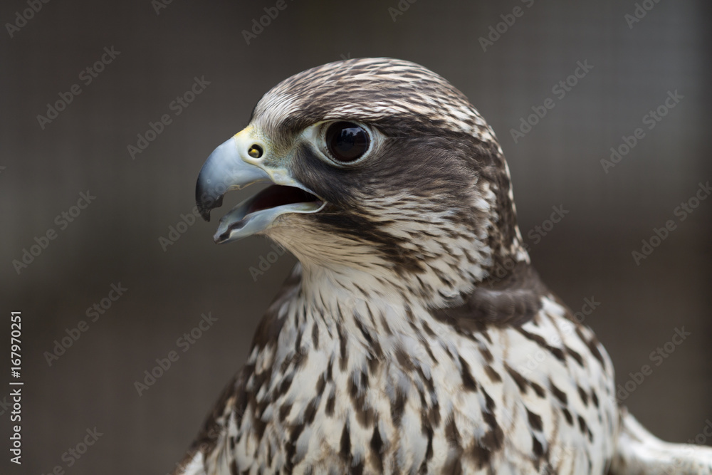 Oiseau de Proie Oiseau de Proie