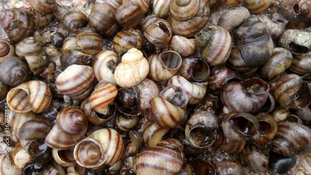 Many shells of snails close up Many shells of snails close up
