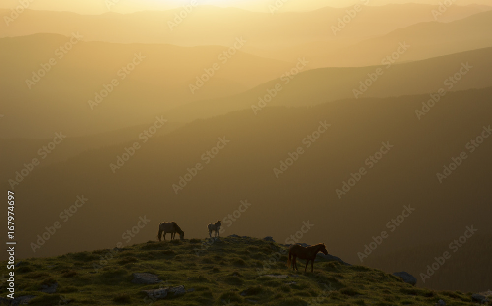 Horses are grazing on top of the mountain