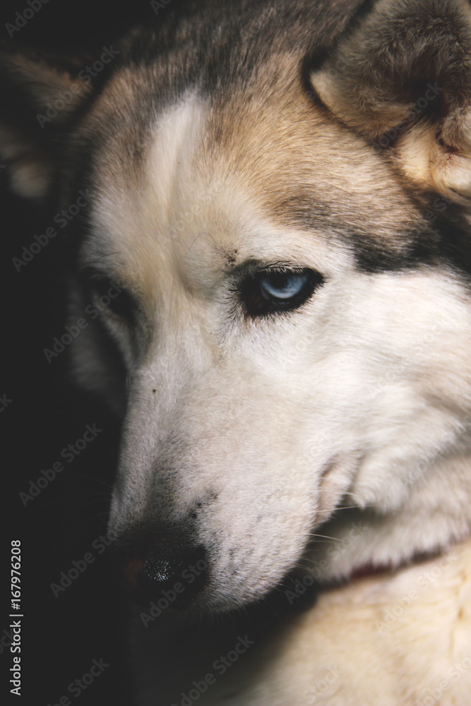 close-up portrait of husky dog