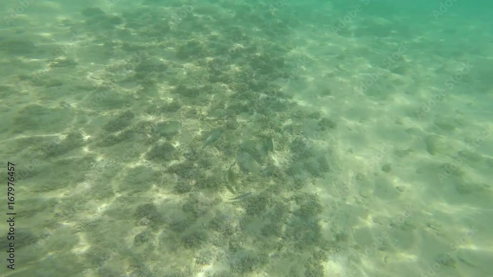 Underwater life with a school of fish Underwater life with a school of fish