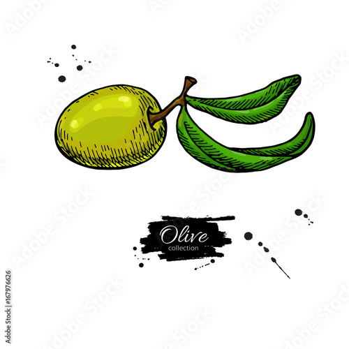 Olive branch. Hand drawn vector illustration. Isolated drawing on white background. Colorful plant with green fruits