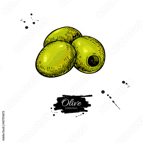 Pitted olive. Hand drawn vector illustration. Isolated drawing on white background. Italian cuisine.