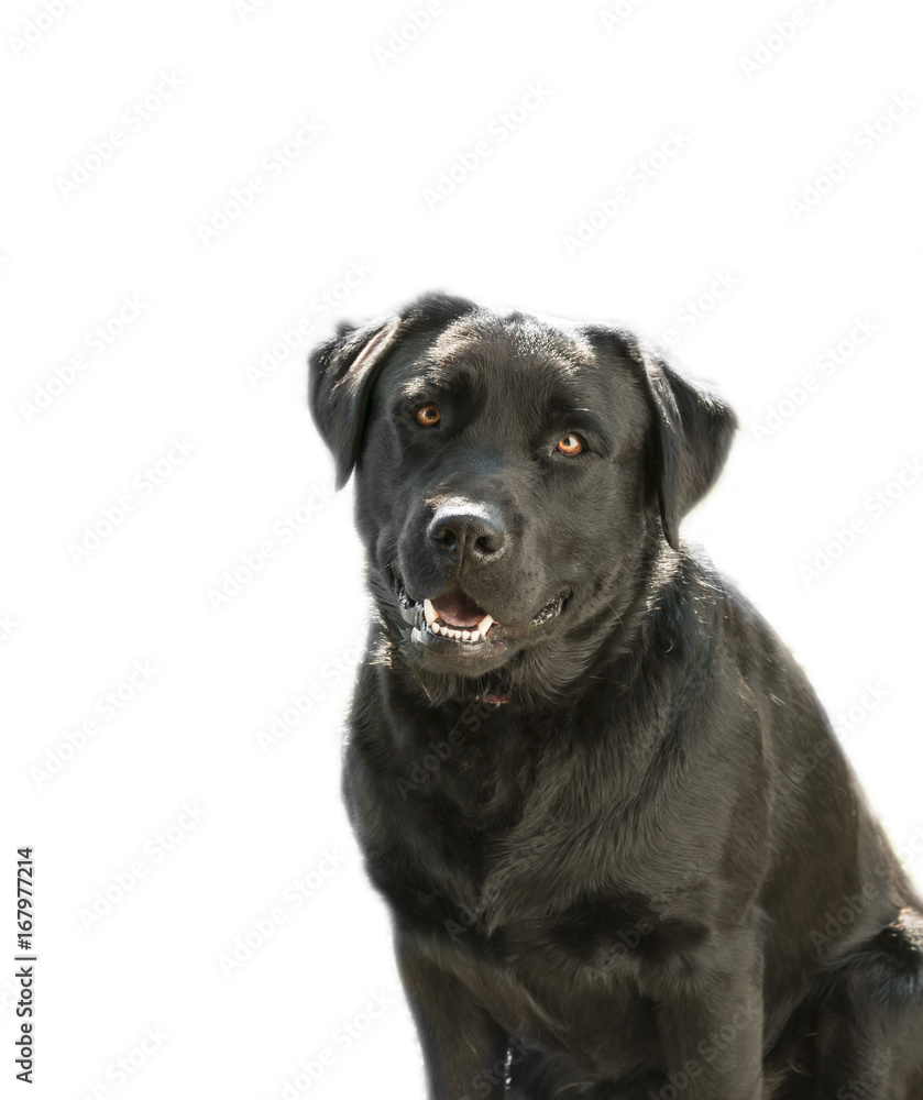 Black happy labrador retriever on white background