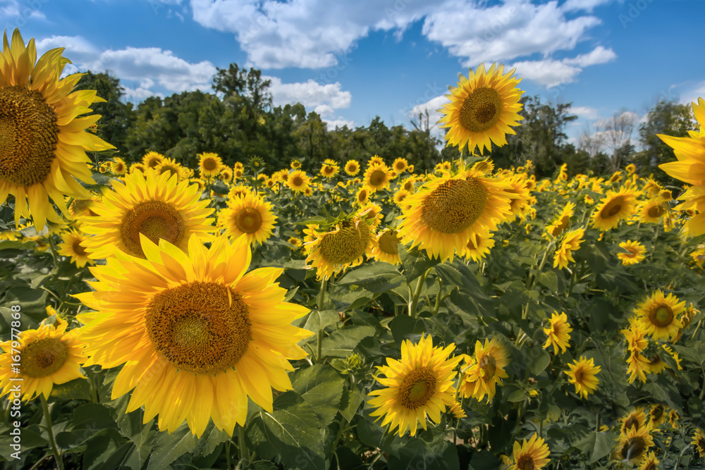 Fototapeta premium Sunflower field