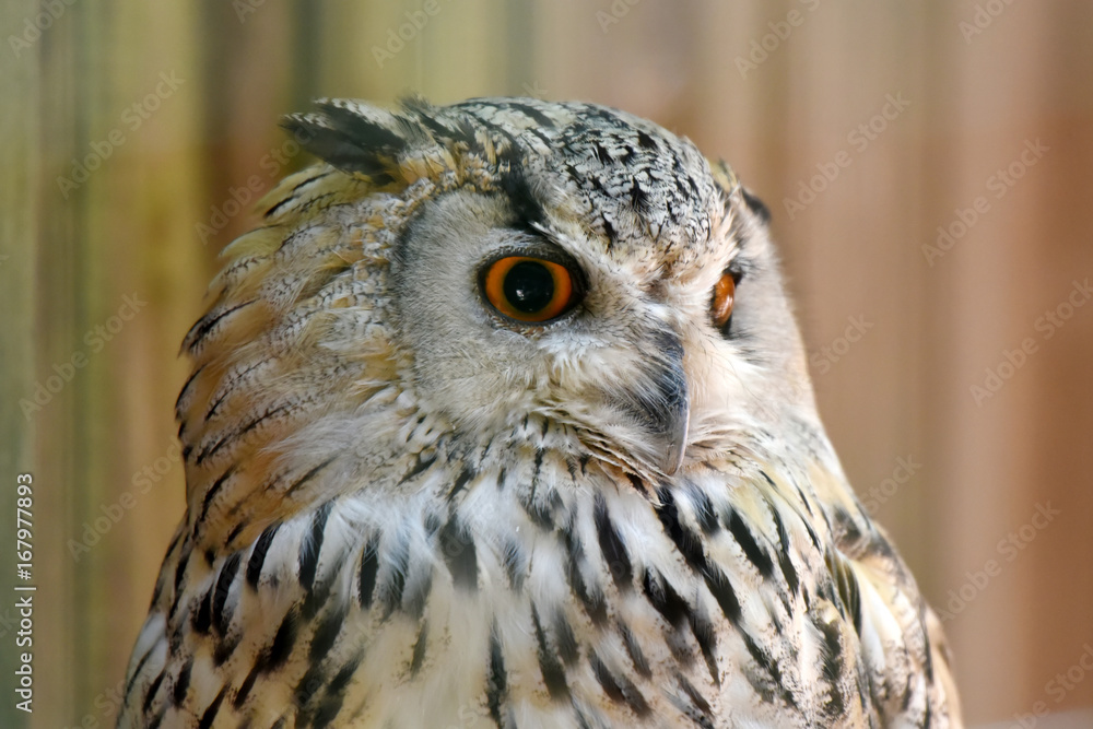 Obraz premium hibou
