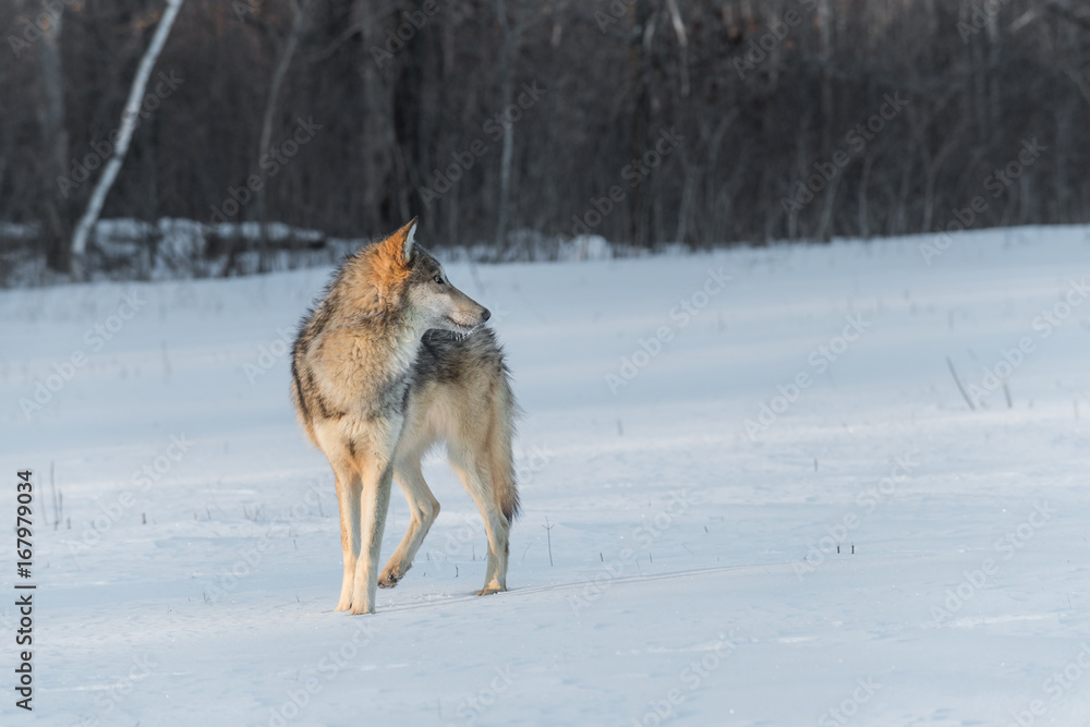Grey Wolf (Canis lupus) Turned Right