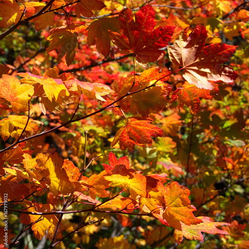 Brilliant red and gold leaves in the fall