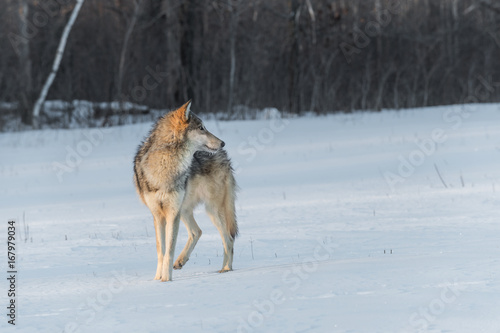 Grey Wolf (Canis lupus) Turned Right © geoffkuchera