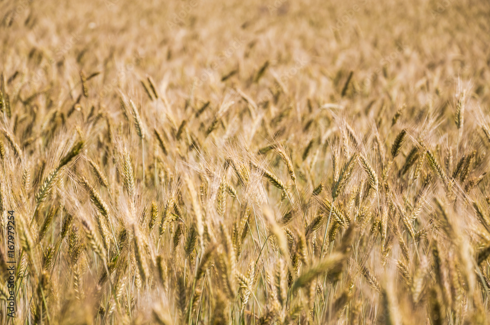 The rye crop on the field The rye crop on the field