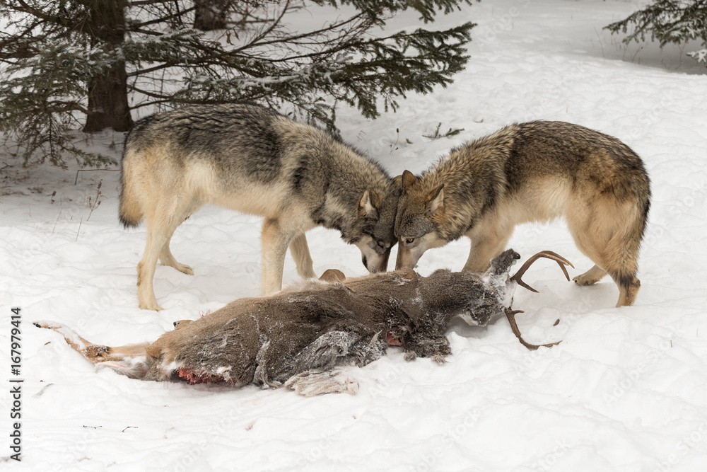 Grey Wolves (Canis lupus) Head to Head Over Deer Carcass