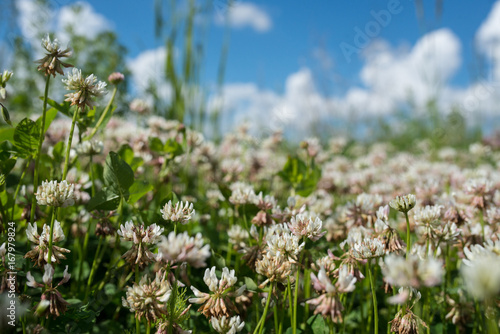 white clover wild meadow flowers in field over deep blue sky. Nature vintage summer autumn outdoor photo. Selective focus macro shot with shallow DOF