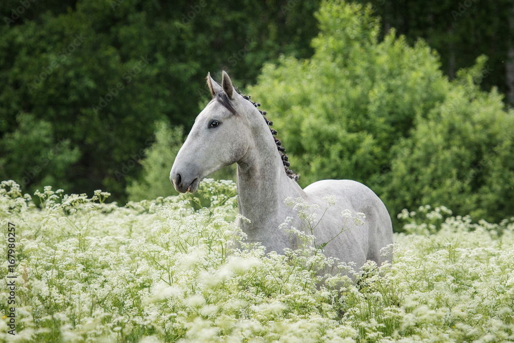Fototapeta premium Beautiful gray horse standing in flowers