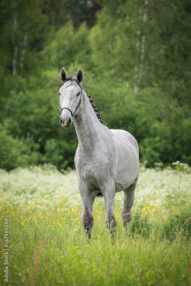 Beautiful gray horse on the field with flowers
