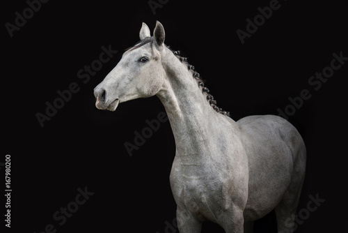 Portrait of gray horse isolated on black