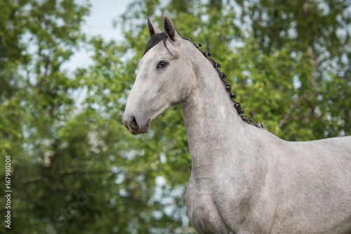 Portrait of beautiful gray horse in summer © Rita Kochmarjova