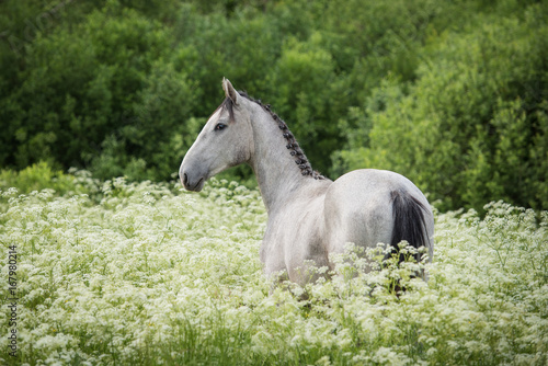 Fototapeta Naklejka Na Ścianę i Meble -  Portrait of beautiful gray horse in flowers