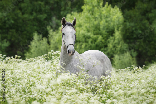 Beautiful gray horse in flowers