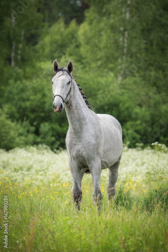 Beautiful gray horse on the field with flowers