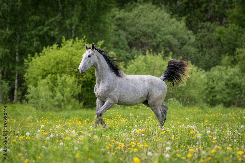 Beautiful gray stallion running on the field with flowers Beautiful gray stallion running on the field with flowers