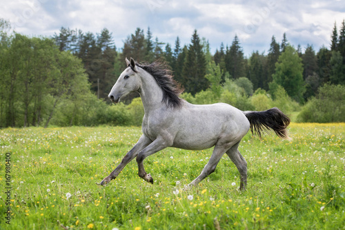 Beautiful gray horse running gallop on the field