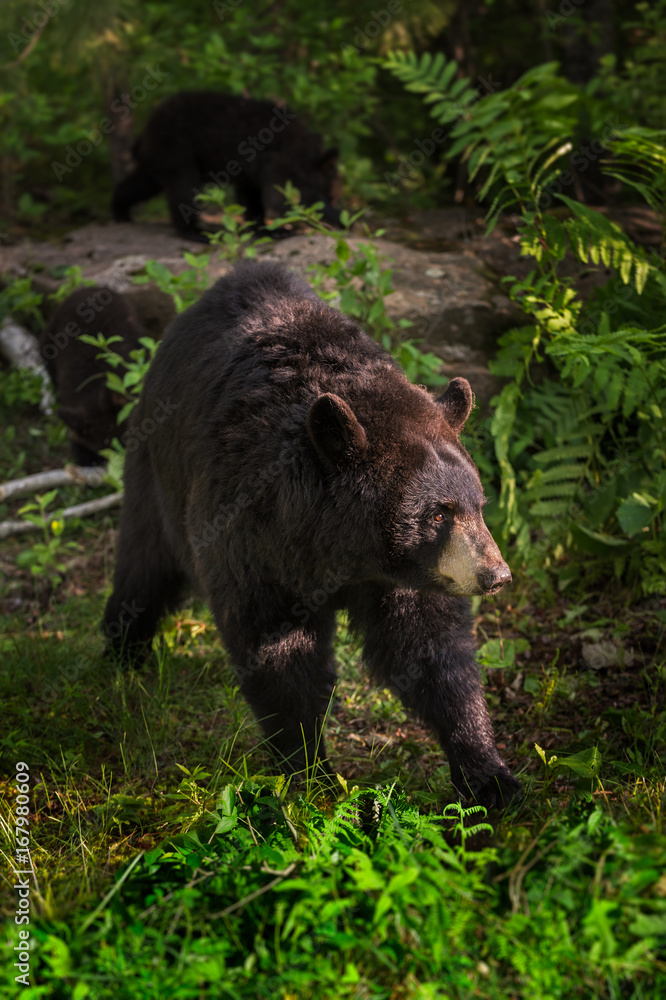 Adult Female Black Bear (Ursus americanus) Cubs in Background