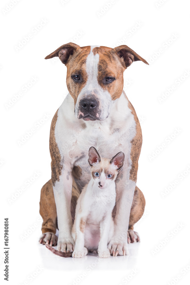 Cornish rex kitten with american staffordshire terrier dog isolated on white