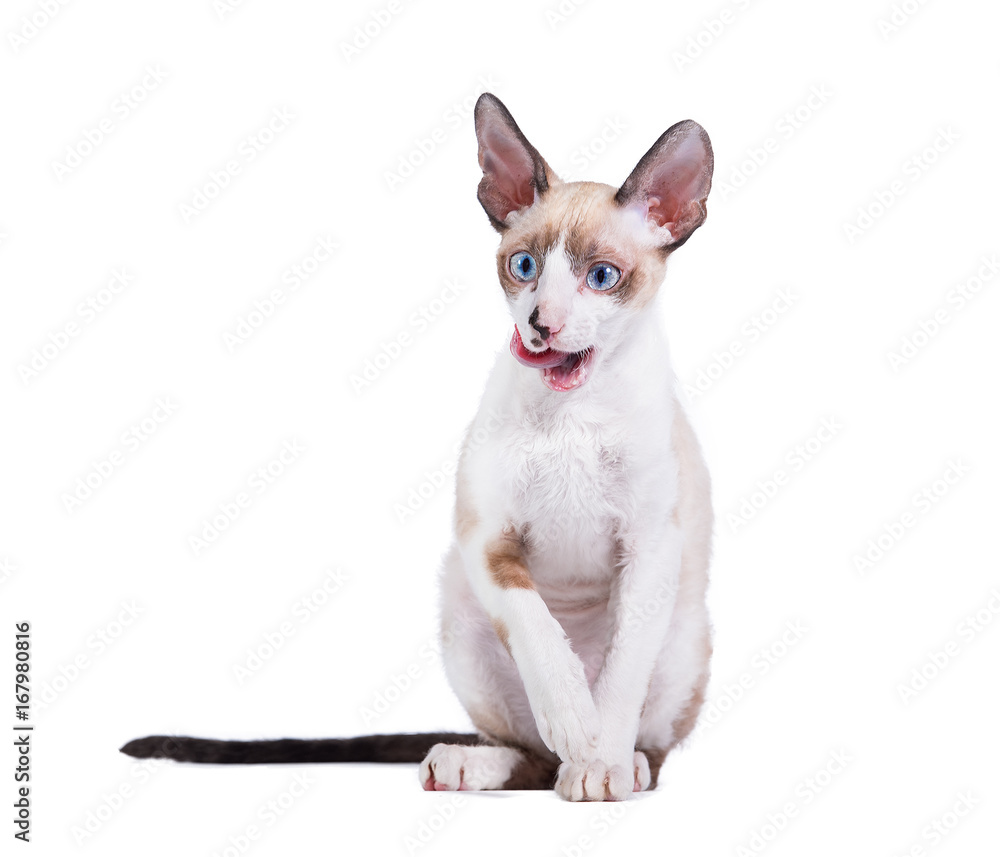 Cornish rex kitten showing a tongue isolated on white