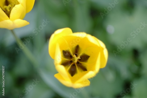 Tulipani gialli sull'isola di Margherita, Budapest photo