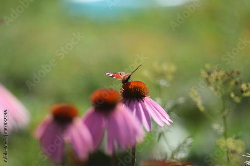 бабочки павлиний глаз на цветах ромашки  © polukarovaanna