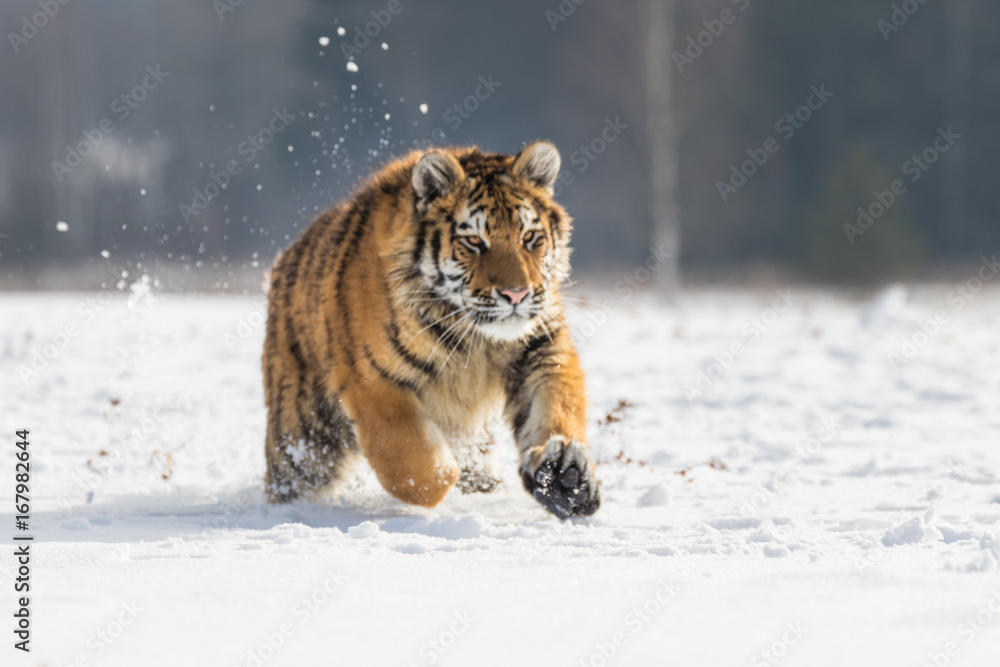 Obraz premium Siberian Tiger running in snow. Beautiful, dynamic and powerful photo of this majestic animal. Set in environment typical for this amazing animal. Birches and meadows.