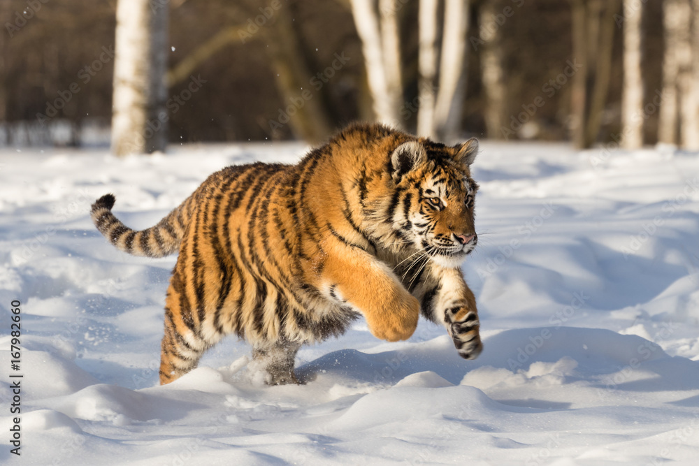 Obraz premium Siberian Tiger running in snow. Beautiful, dynamic and powerful photo of this majestic animal. Set in environment typical for this amazing animal. Birches and meadows.