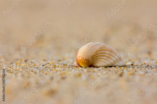 Single sea shell on the beach. Close up shot early in the morning.