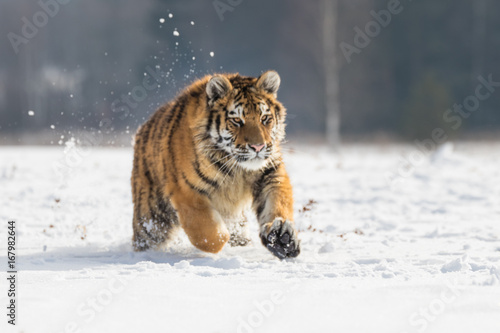 Siberian Tiger running in snow. Beautiful  dynamic and powerful photo of this majestic animal. Set in environment typical for this amazing animal. Birches and meadows.