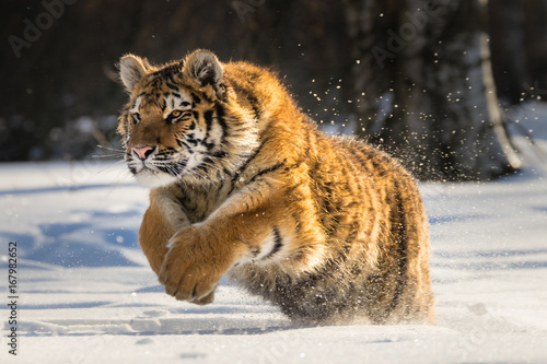 Siberian Tiger running in snow. Beautiful, dynamic and powerful photo of this majestic animal. Set in environment typical for this amazing animal. Birches and meadows.