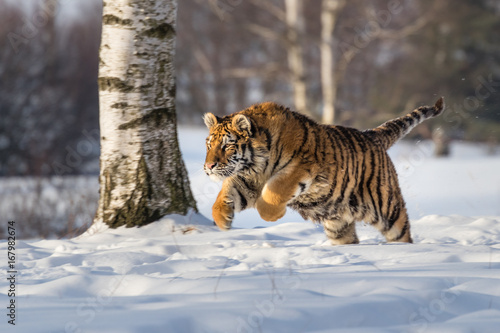 Siberian Tiger running in snow. Beautiful, dynamic and powerful photo of this majestic animal. Set in environment typical for this amazing animal. Birches and meadows.