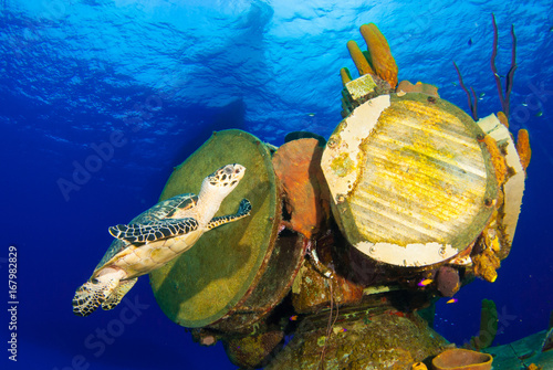 A hawksbill turtle can be seen swimming around an underwater shipwreck in Little Cayman. The vessel is called the captain Keith Tibbetts and was a Russian destroyer based in Cuba before being sunk photo